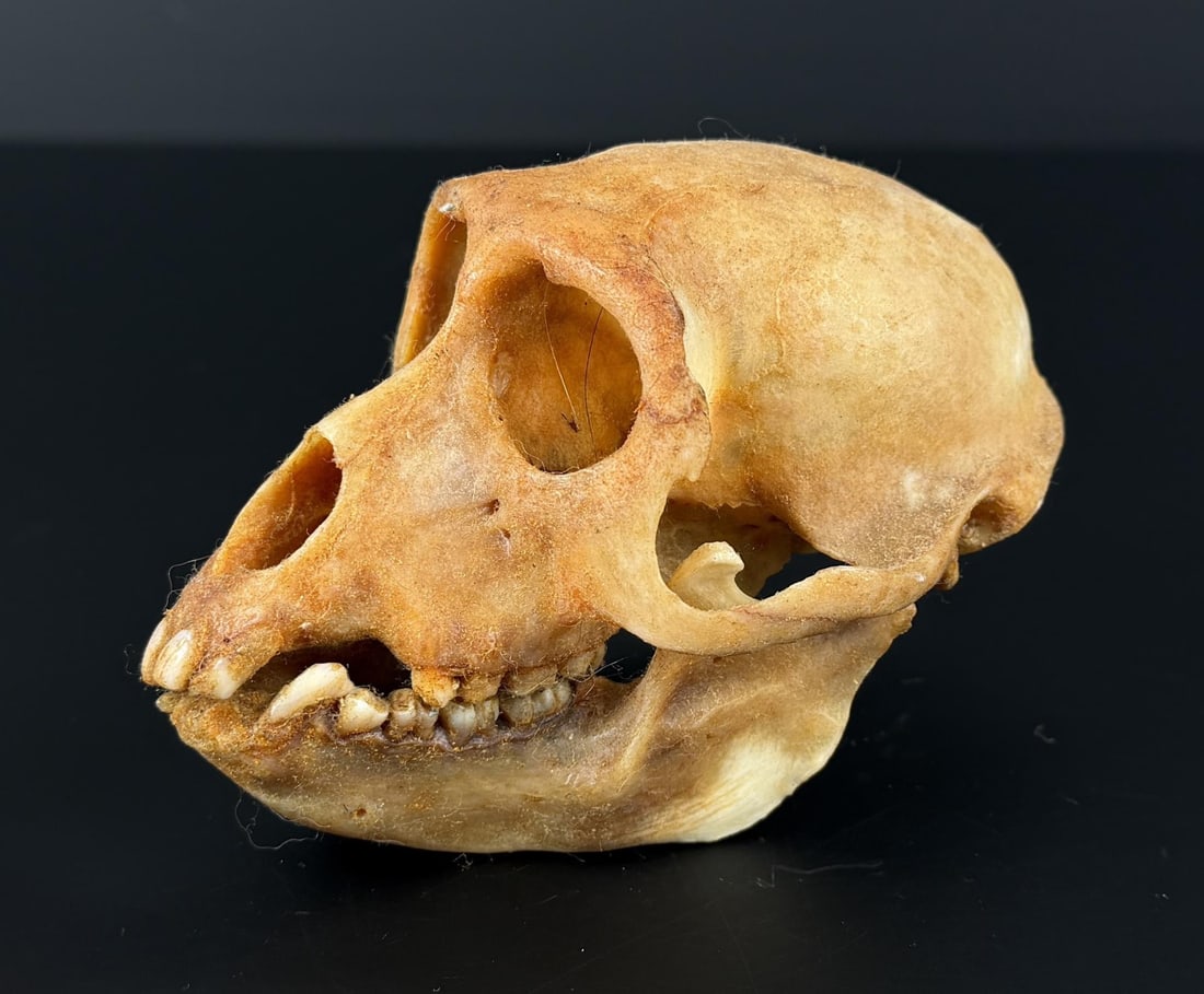 Vervet Tantalus Monkey Skull: 4 3/4" long. This is not a protected species, No sales to California, Hawaii, New York, New Jersey, Oregon or Washington. no international sales.