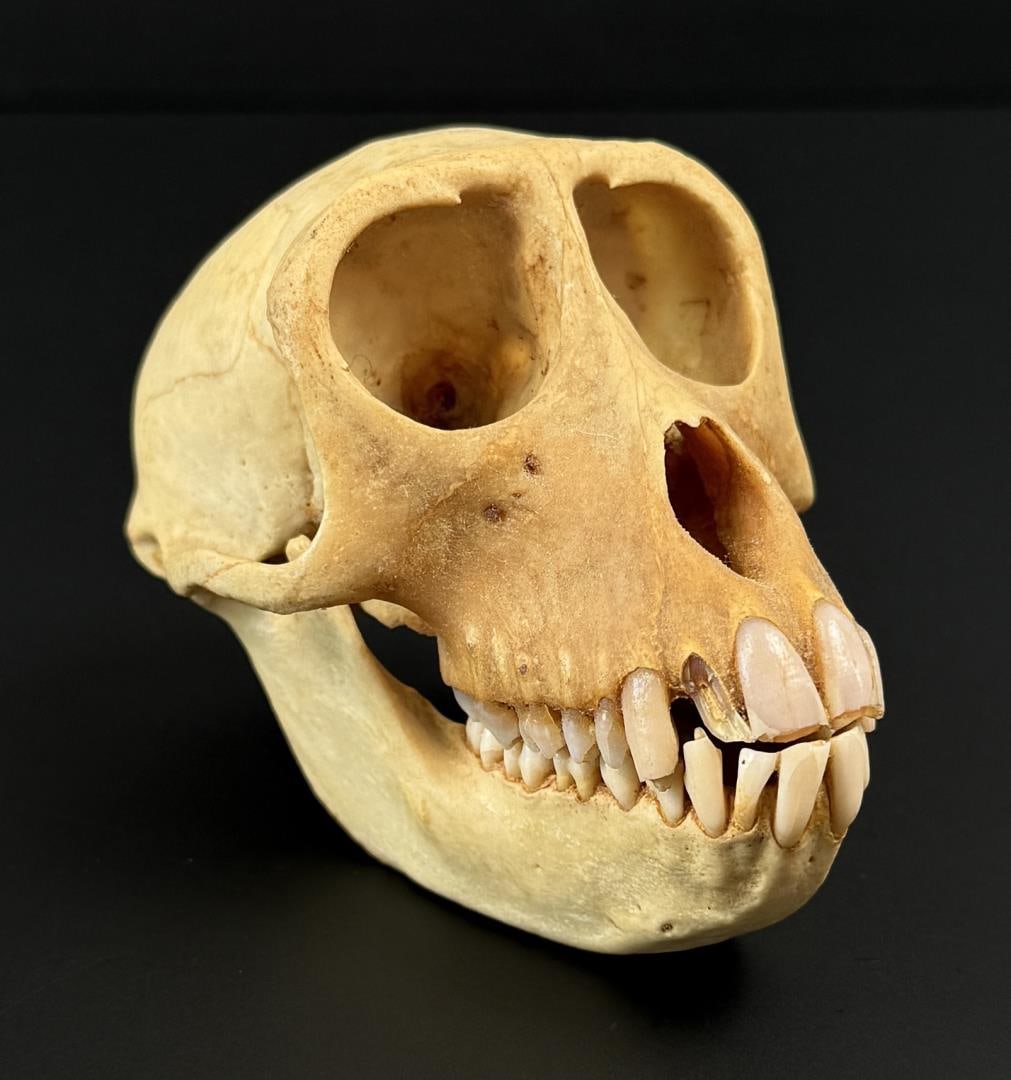 Rhesus macaque Macaca mulatta Monkey Skull (1 of 9)