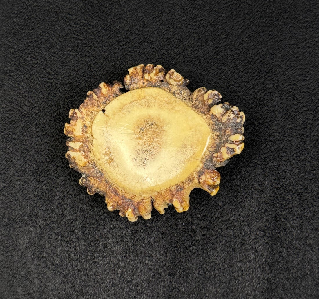 Elk Antler Rosette Belt Buckle (1 of 3)