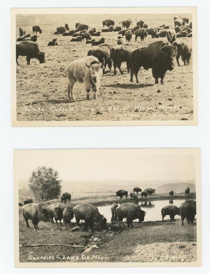 White Buffalo Moise Montana Range RPPC Postcards (1 of 3)
