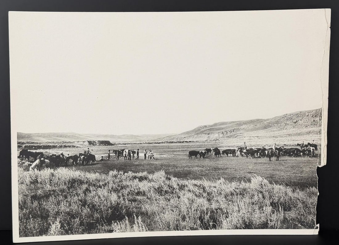Laton Alton Huffman Montana Cattle Photo (1 of 3)
