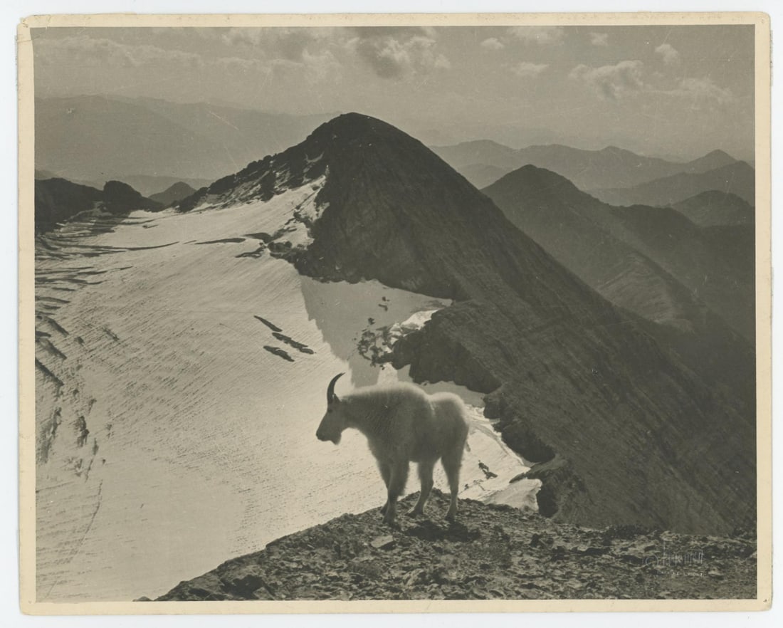 Mountain Goat Glacier Park Montana Photo: Photographer is TJ Hileman. 8" by 10"