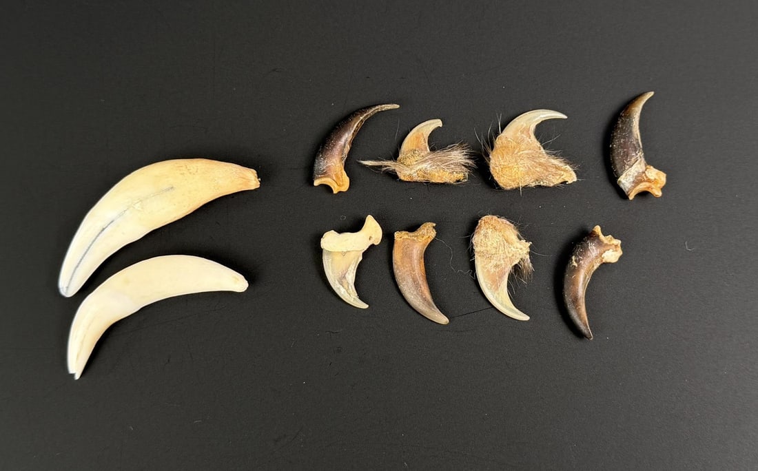 Collection of Bear Mountain Lion Claws and Teeth: Only for sale where legal. No International Sales. Know your own laws. No sales to Alabama, California, Florida, Georgia, Mississippi, Kentucky, Massachusetts, Nebraska, North Dakota, Oklahoma, Oregon