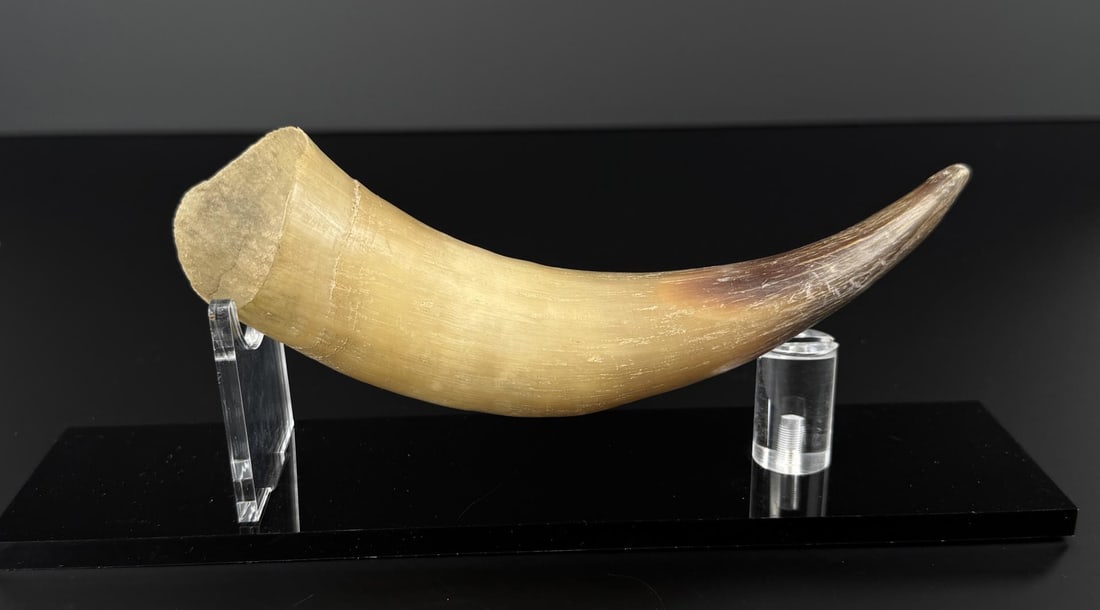 Montana Frontier Steer Horn (1 of 3)