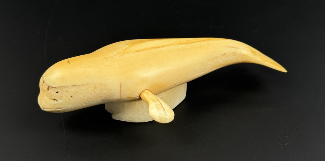 Alaskan Inuit Eskimo Ivory Beluga Whale: 6 1/2" by 3 1/2" by 1 3/4". Native made prior to 1972. This item cannot be shipped to Oregon, California, Hawaii, New York, New Jersey, Internationally, or any other state that prohibits.