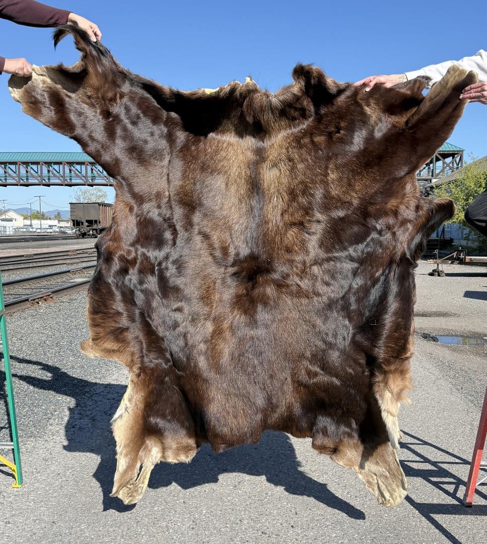 Montana Taxidermy Moose Tanned Leather Hide (1 of 4)