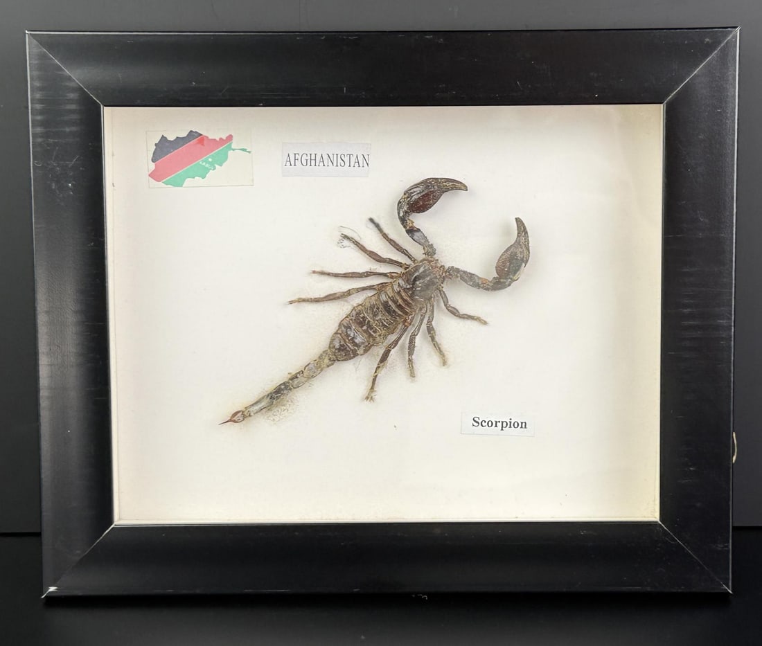 Framed Afghanistan Scorpion Specimen Entomology: Measures 10 1/4" x 8 1/4"