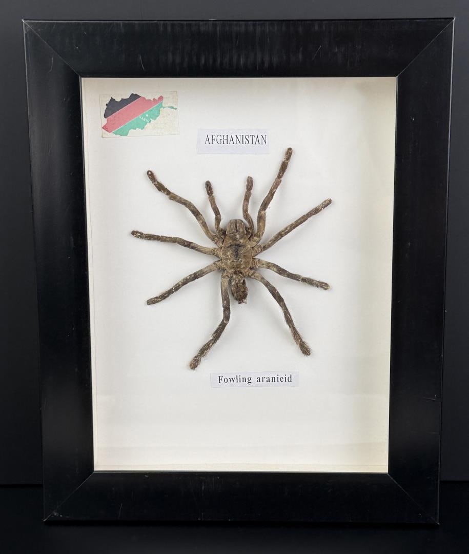 Framed Afghanistan Fowling Araneid Spider: Entomology specimen display. Measures 10 1/4" by 8 1/4".