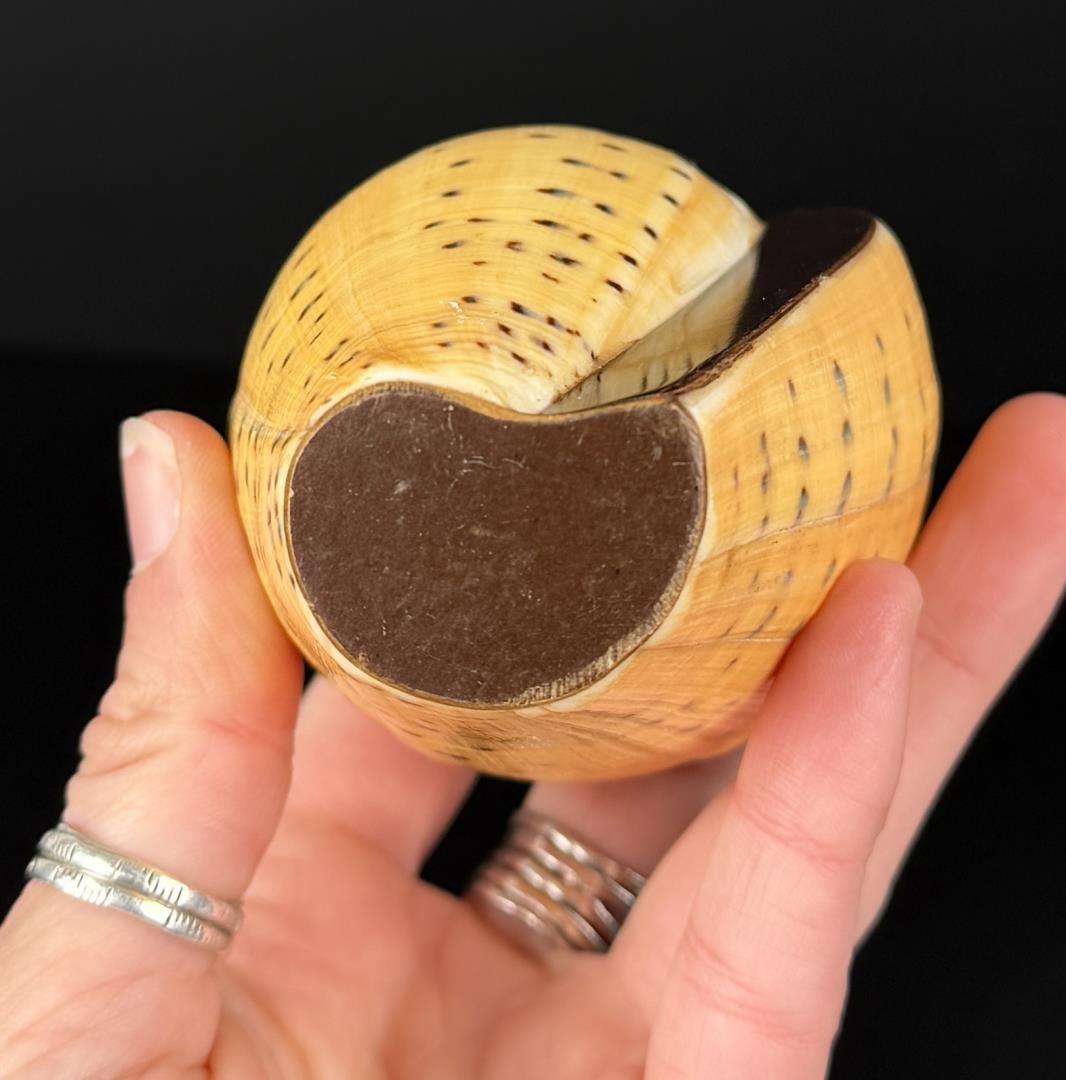 Snail Shell Bottle - 3