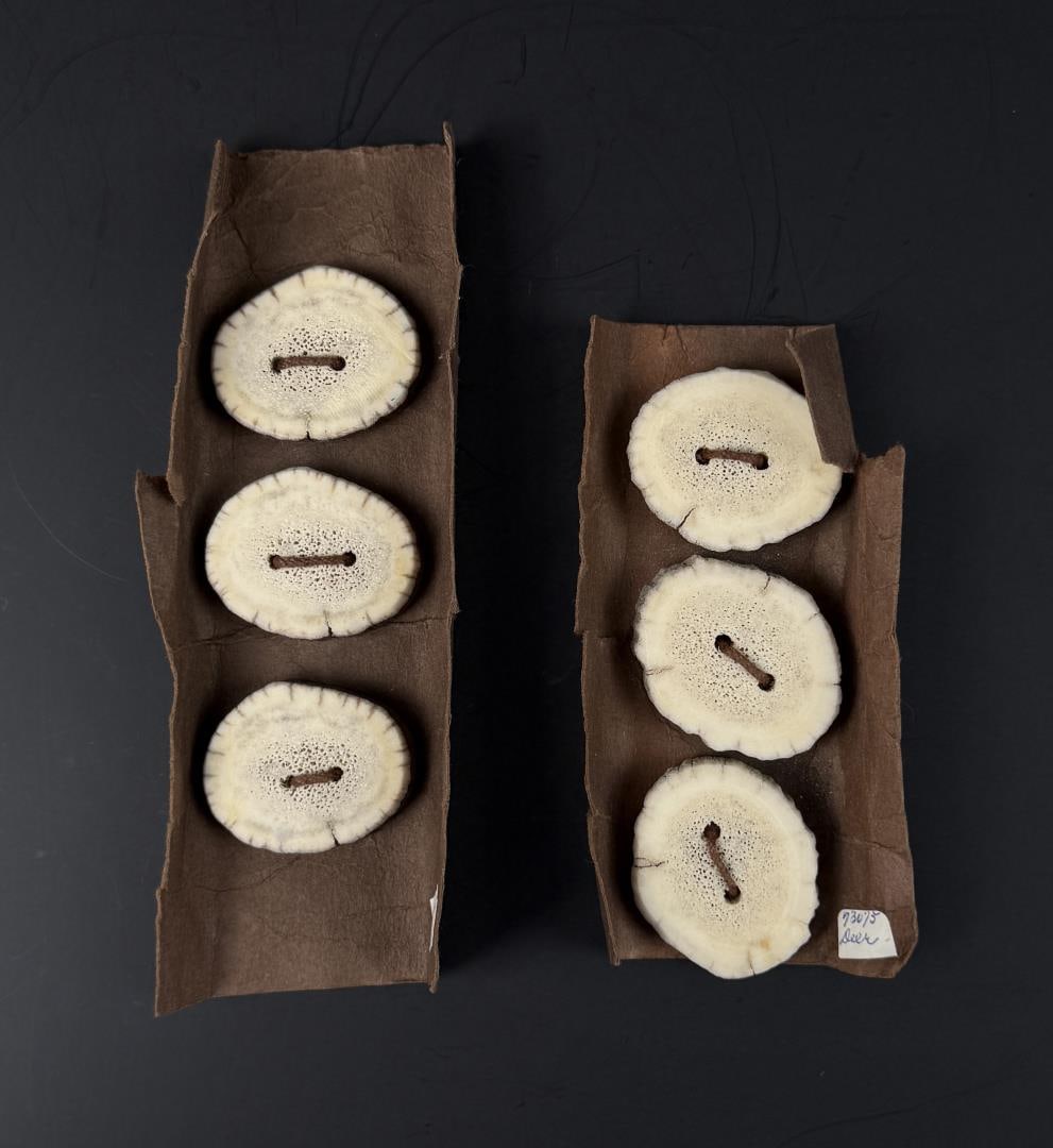 Deer and Elk Antler Horn Buttons: One set of 3 Deer Antler Buttons and one set of 3 Elk Antler Buttons. Size as shown.