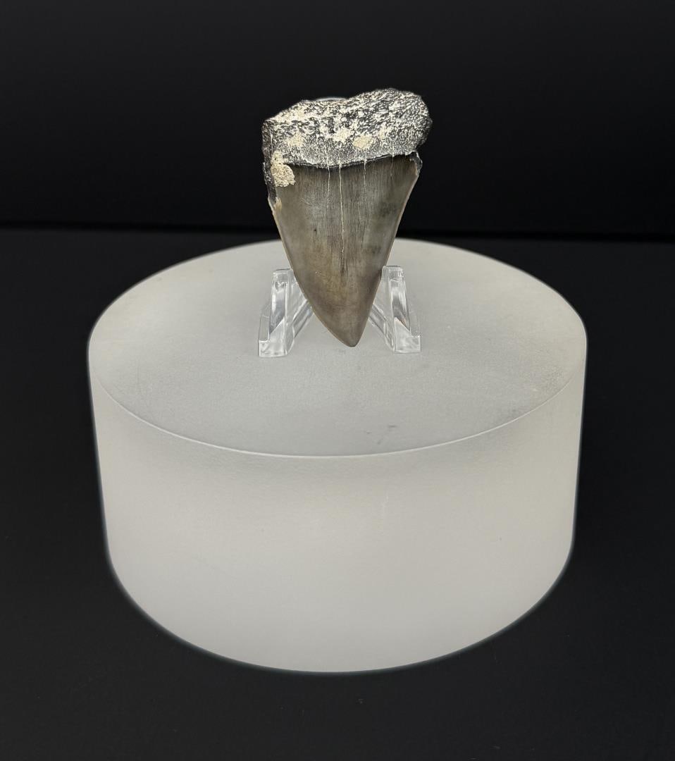 Megalodon Fossil Shark Tooth (1 of 4)