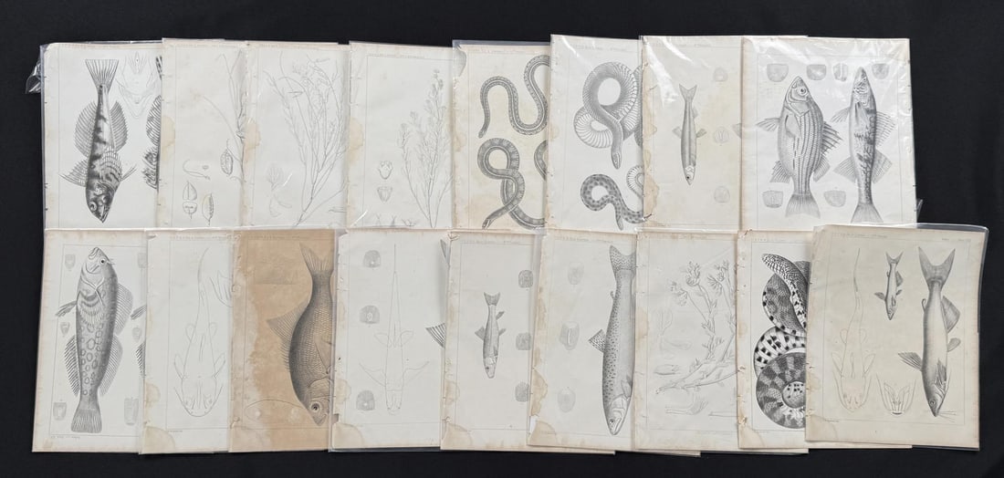 Pacific Railroad Surveys Fish Prints (1 of 6)