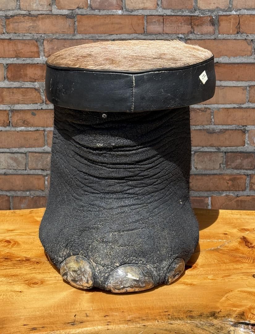 Trophy Room Taxidermy Elephant Foot Stool (1 of 11)