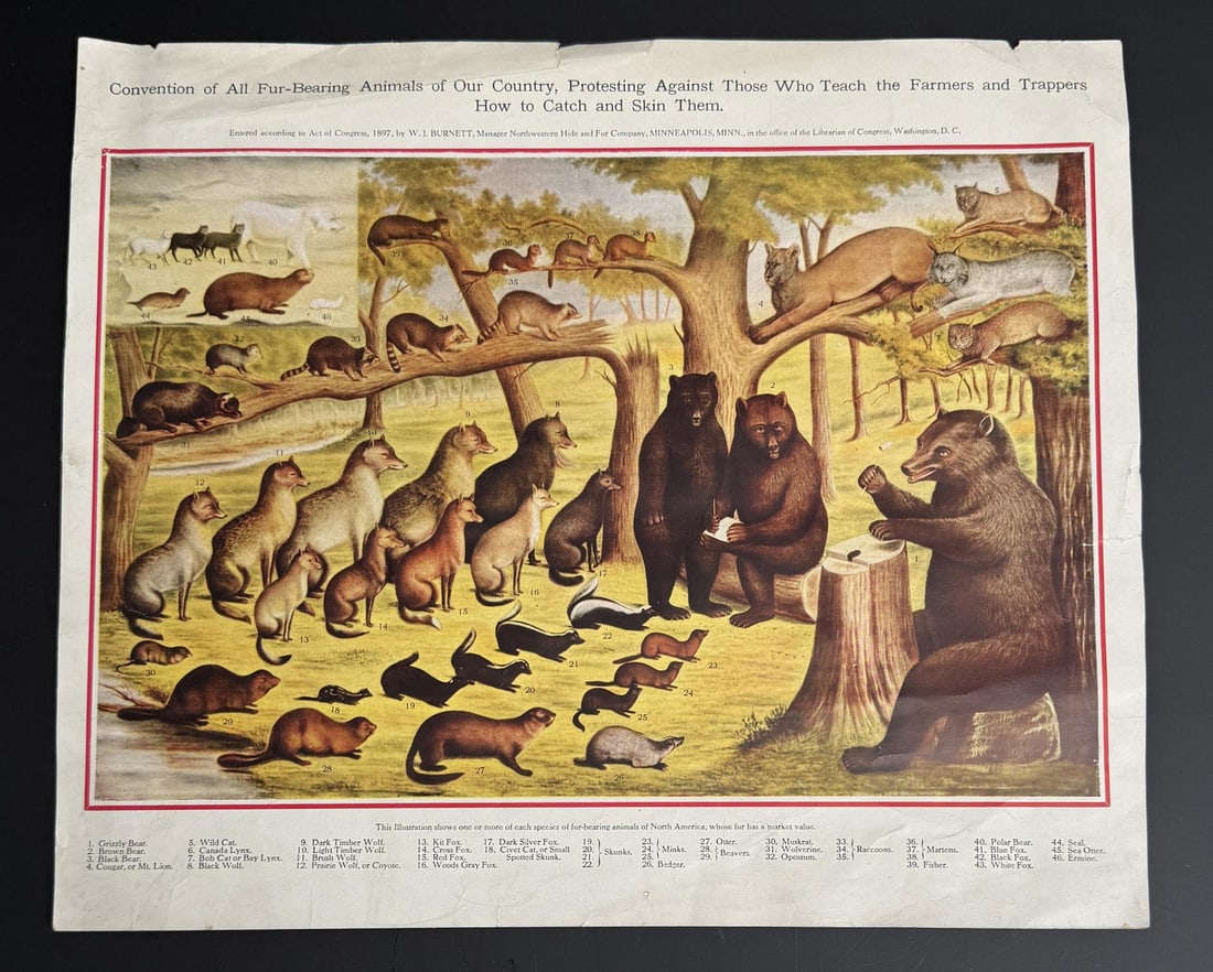 Fur Bearing Animals Convention Trapping Lithograph: 1897 Northwestern Hide & Fur Convention. Protesting Against Those Who Teach the Farmers & trappers How to Catch and Skin Them. 10" by 12".