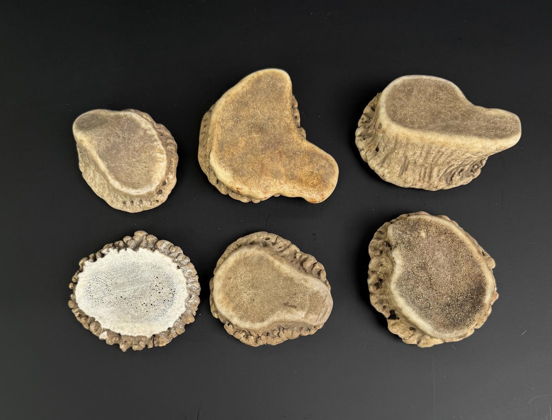 Elk Antler Rosettes - 3