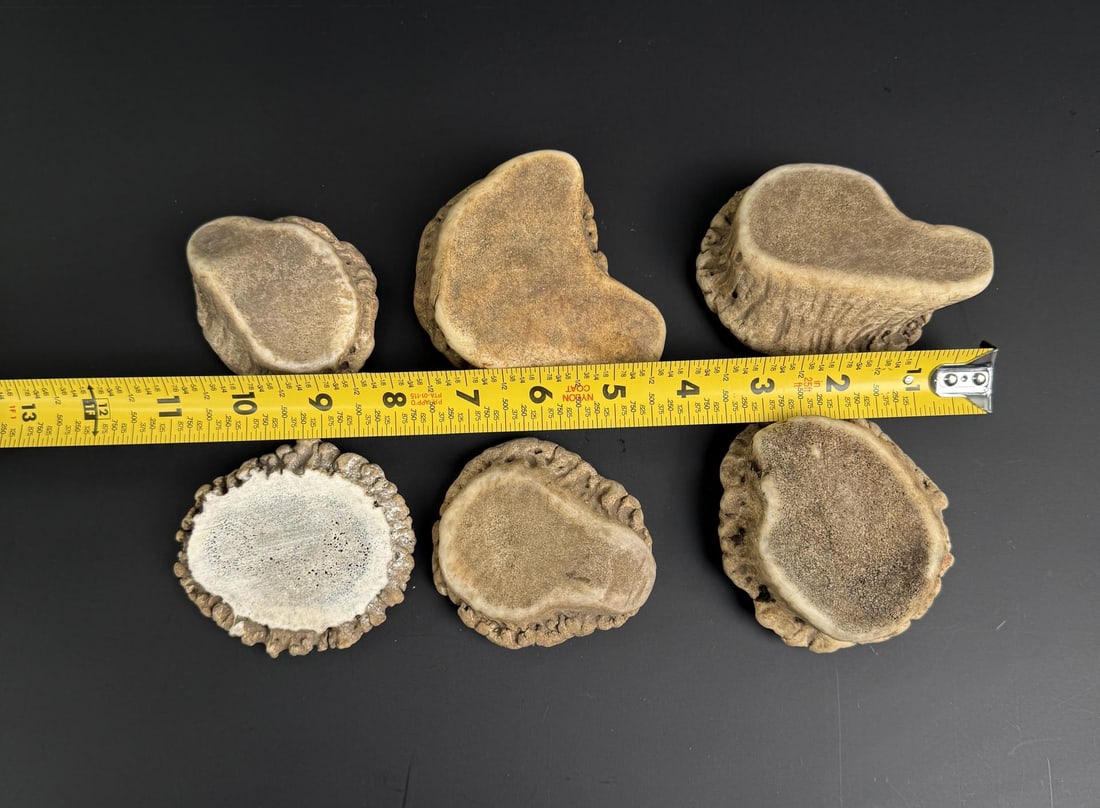Elk Antler Rosettes - 4