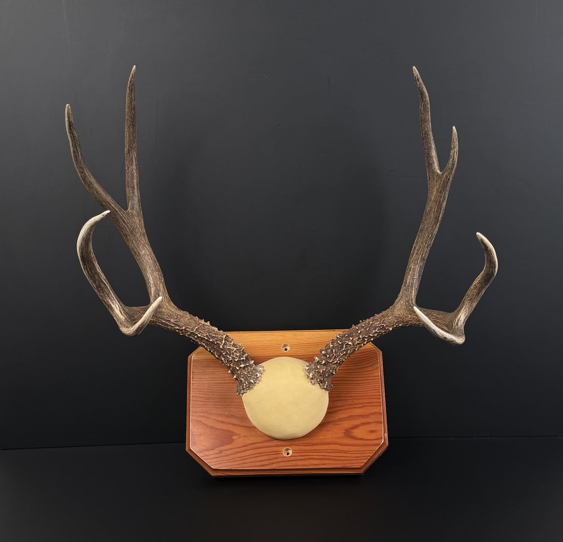 Montana Taxidermy Mule Deer Horns (1 of 7)