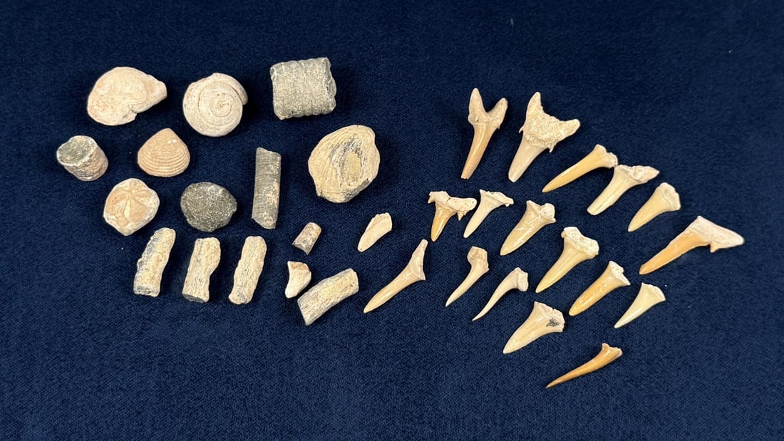 Collection of Fossils and Shark Teeth: Nice grouping