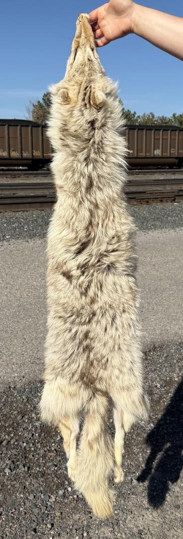 Montana Taxidermy Coyote Pelt Hide (1 of 5)