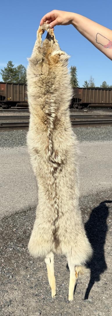 Montana Taxidermy Coyote Pelt Hide (1 of 7)
