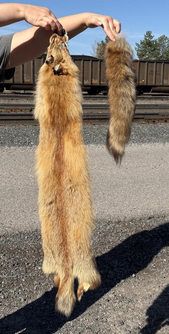 Montana Taxidermy Red Fox Hide Pelt (1 of 4)