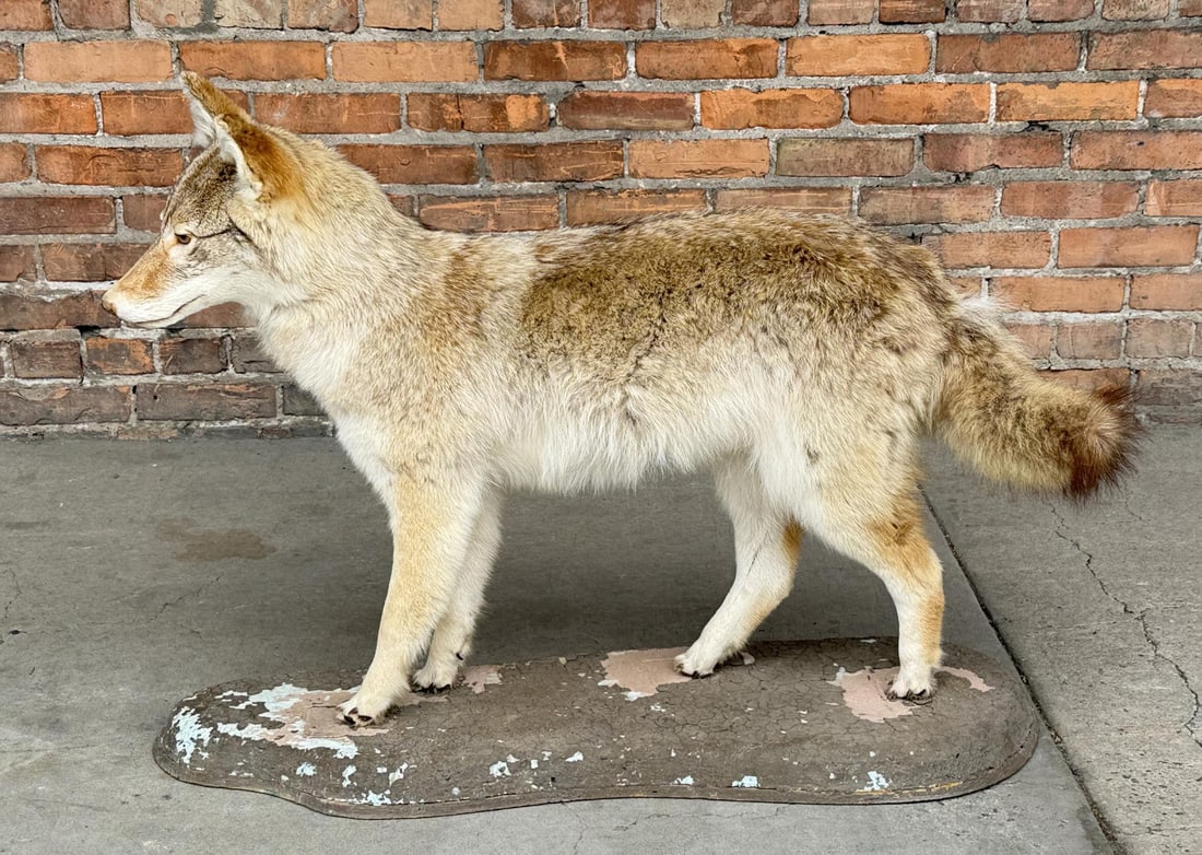 Montana Taxidermy Coyote Mount (1 of 9)