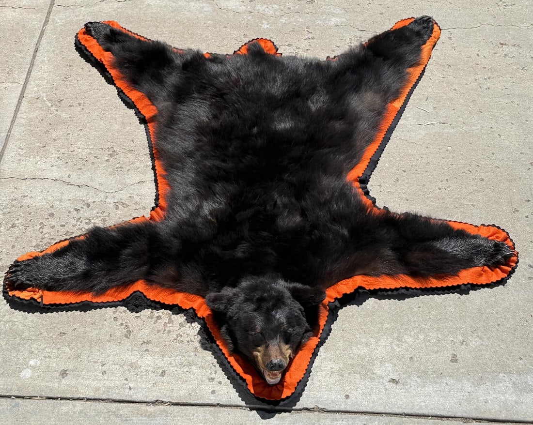 Montana Taxidermy Black Bear Rug (1 of 11)