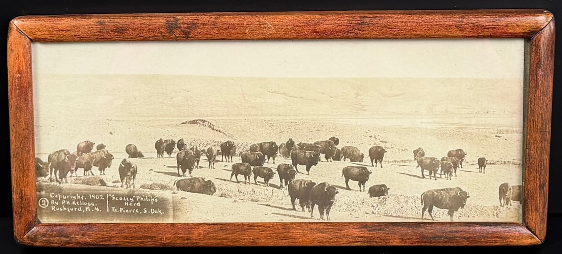 P.H. Kellogg Fort Pierre Dakota Buffalo Photo (1 of 4)