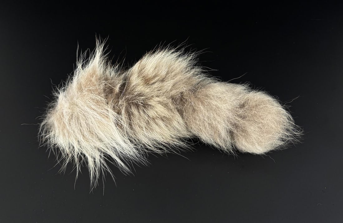 Taxidermy Coyote Tail (1 of 3)