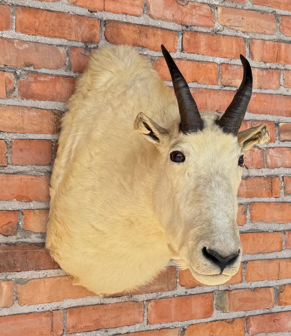 Montana Mountain Goat Taxidermy Mount (1 of 8)