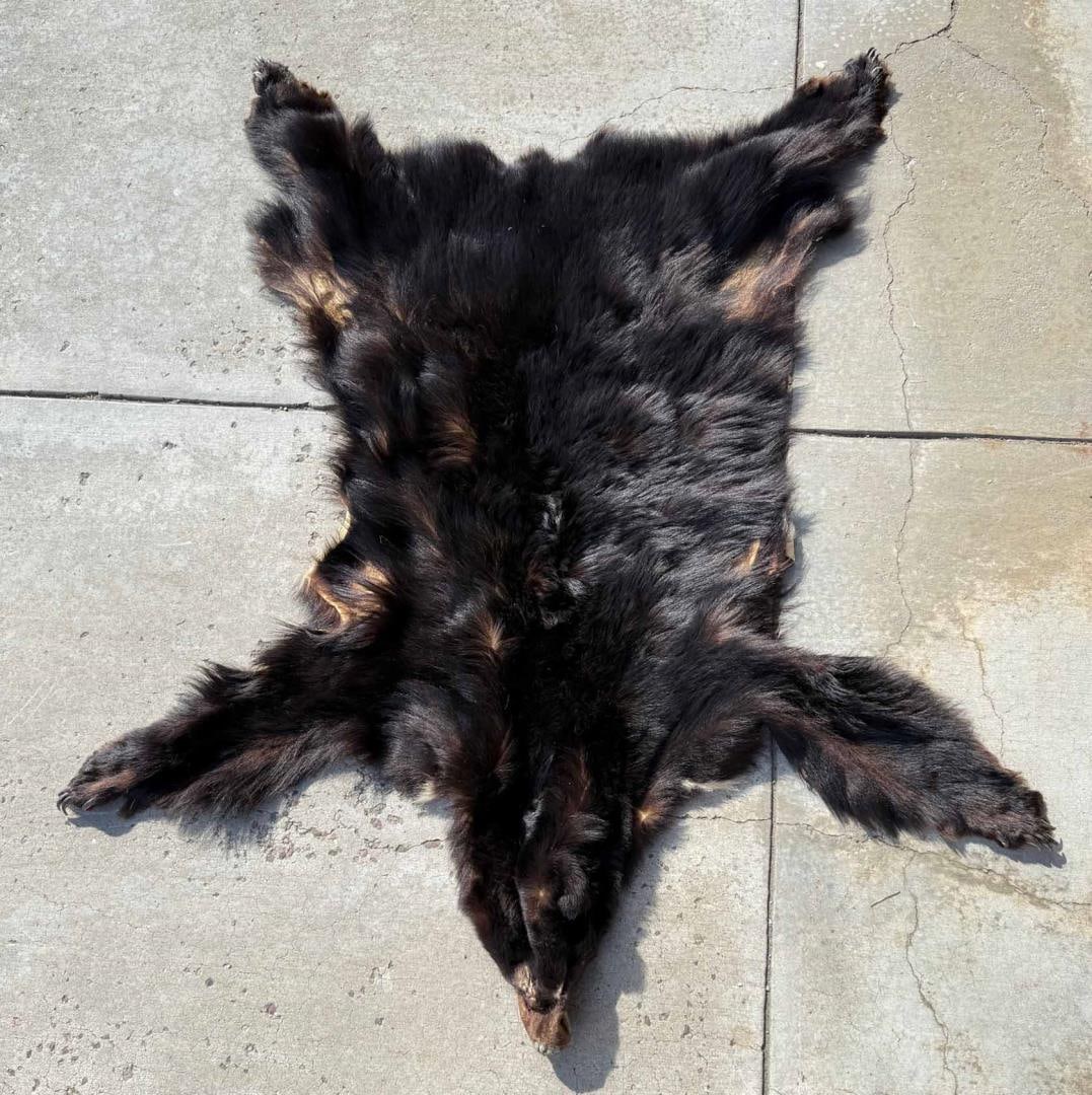 Montana Taxidermy Black Bear Hide (1 of 9)