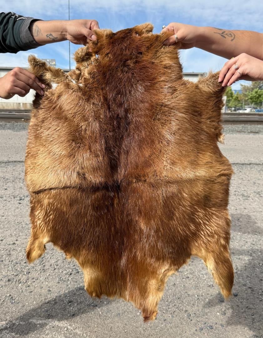 Montana Taxidermy Beaver Hide Pelt (1 of 4)