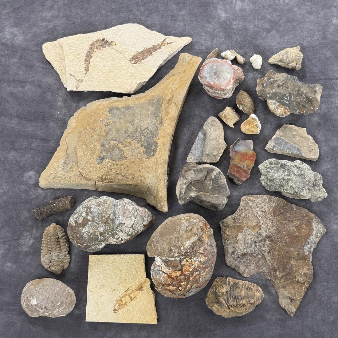 Collection of Fossils: 13.4lbs