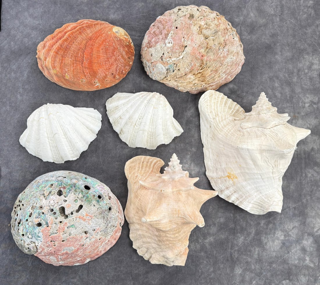 Collection of Seashells (1 of 7)