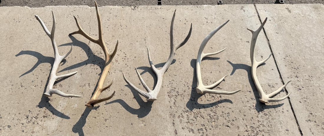 Collection of Montana Elk Antler Sheds: Longest is 32". 14lbs 4oz total weight.