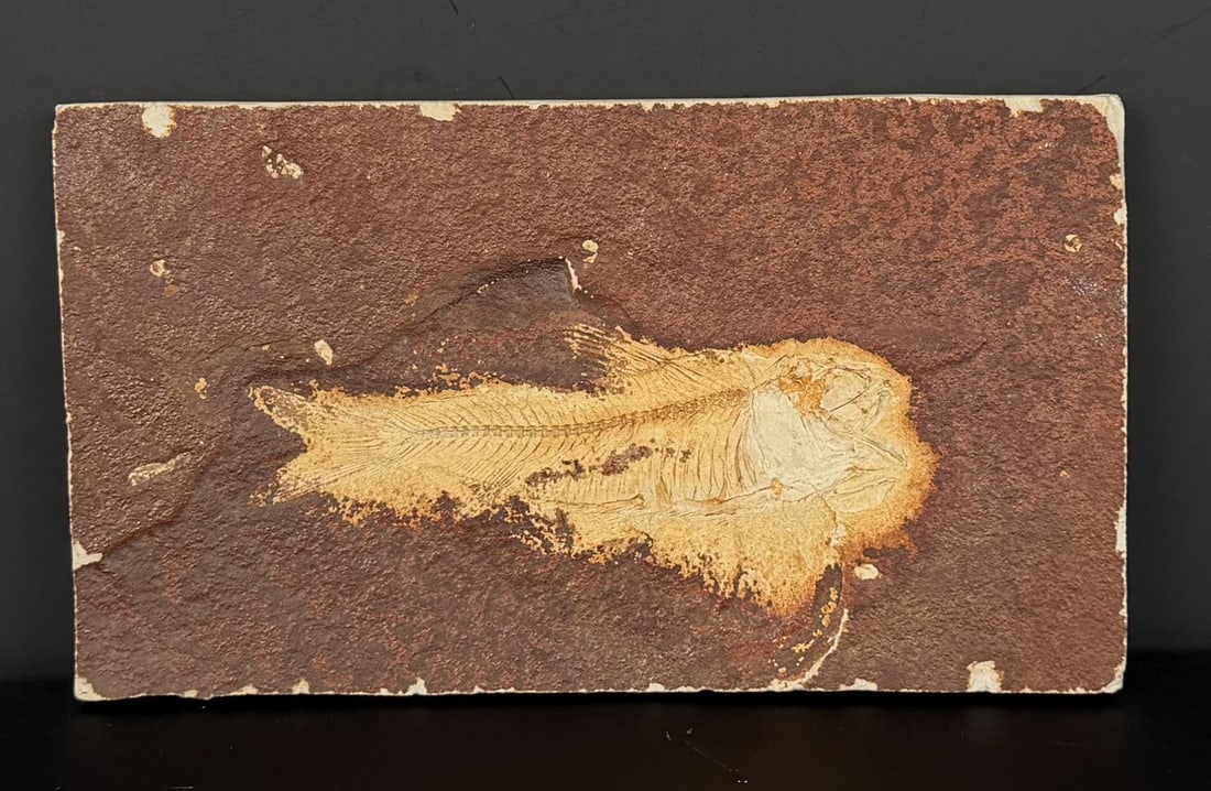 Knightia eocaena Green River Formation Fish Fossil: 6 1/8" by 3 1/2" by 1/2"