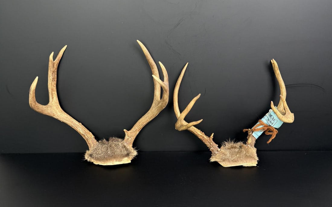 California Taxidermy Blacktail Deer Horns: Largest is 12" by 11" by 5 1/8".