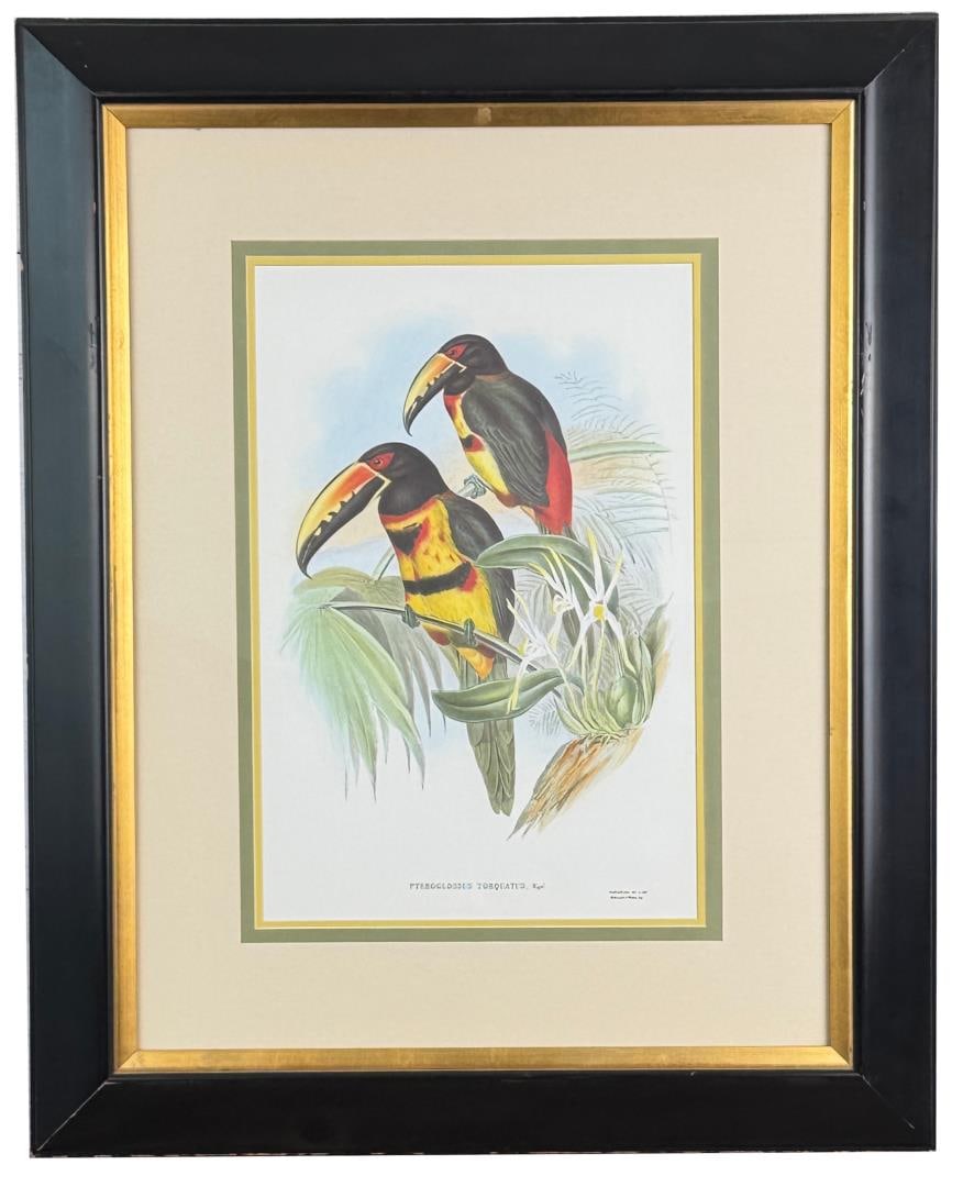 John Gould Collared Aracari Lithograph: 29 1/2" by 36 1/2" framed. Lithograph is from John Gould's A Monograph of the Ramphastidae, or Family of Toucans. The original plates were completed by Gould and H. C. Richter and printed by