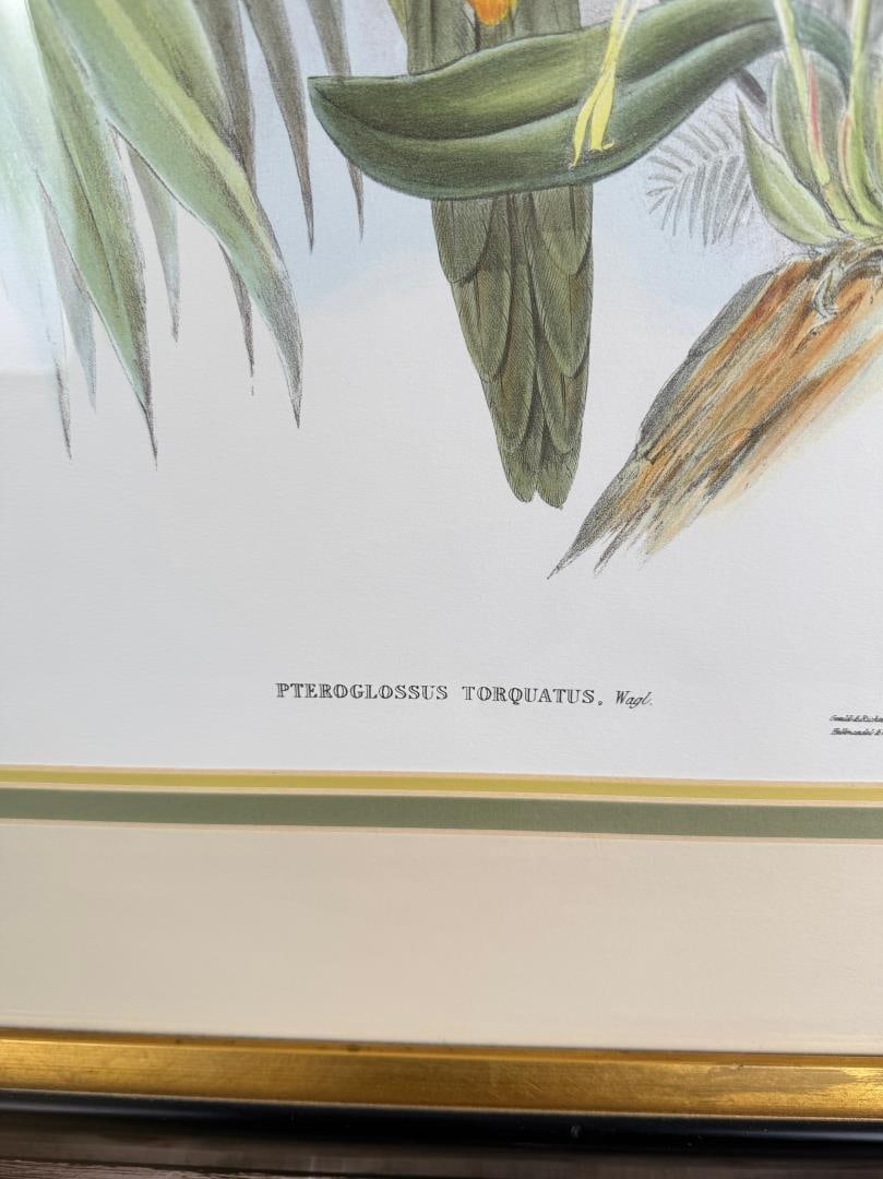 John Gould Collared Aracari Lithograph - 4
