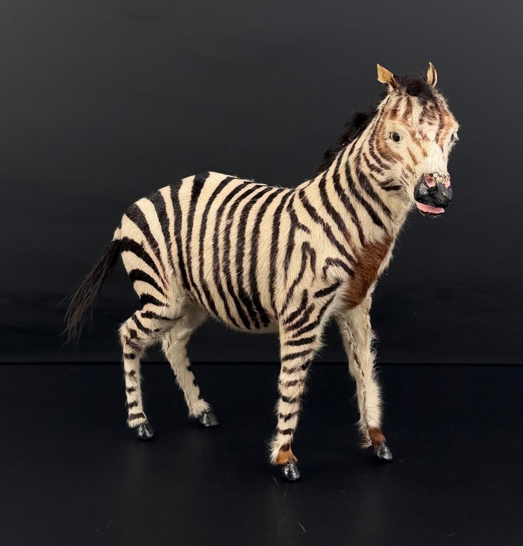 Horsehair Covered Zebra: 12 3/4" by 10 1/2" by 3 7/8"