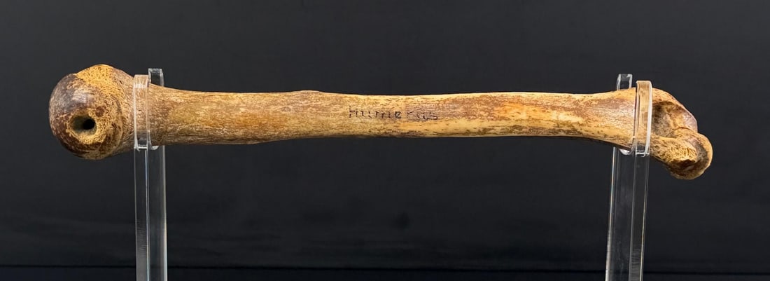 Antique Human Medical Humerus Arm Bone: No sales to Florida, Georgia, Louisiana, Massachusetts, Minnesota, Missouri, New Hampshire, South Carolina, Texas, Virginia. Anyone attempting to purchase that resides in a different state will have t
