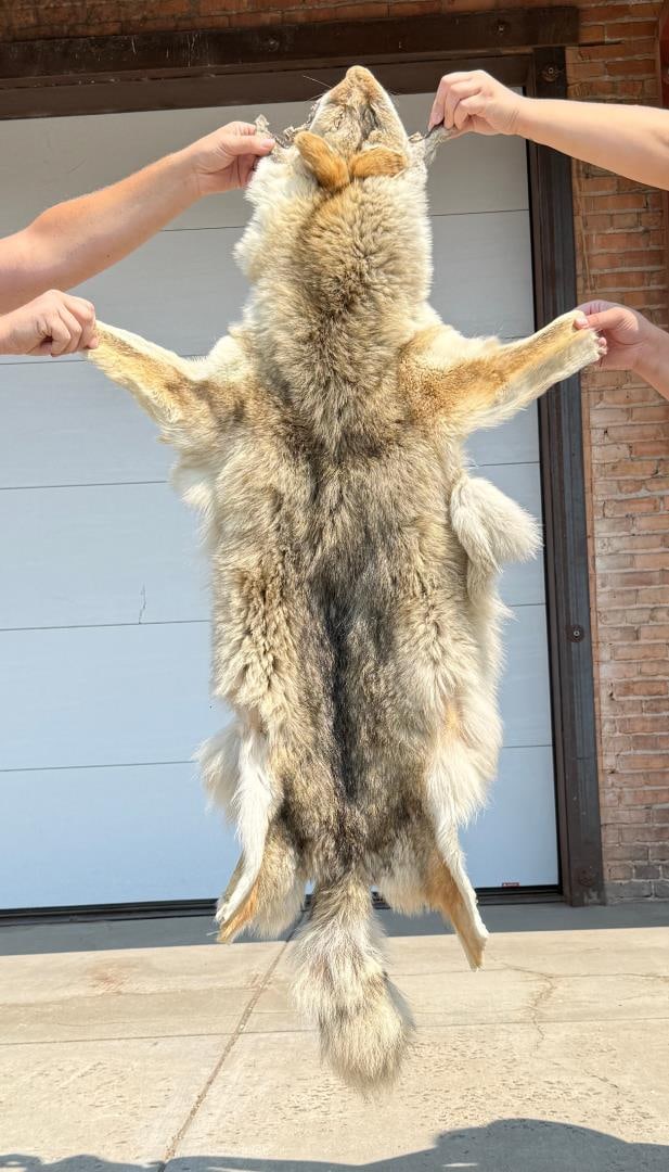 Montana Taxidermy Coyote Pelt Hide: 26 1/2" by 54".