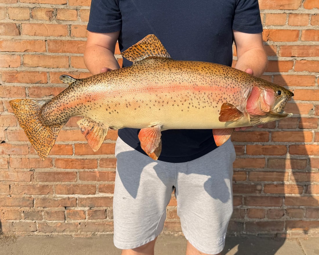 Large Montana Rainbow Trout Real Skin Fish Mount: 25" by 10 5/8" by 6".