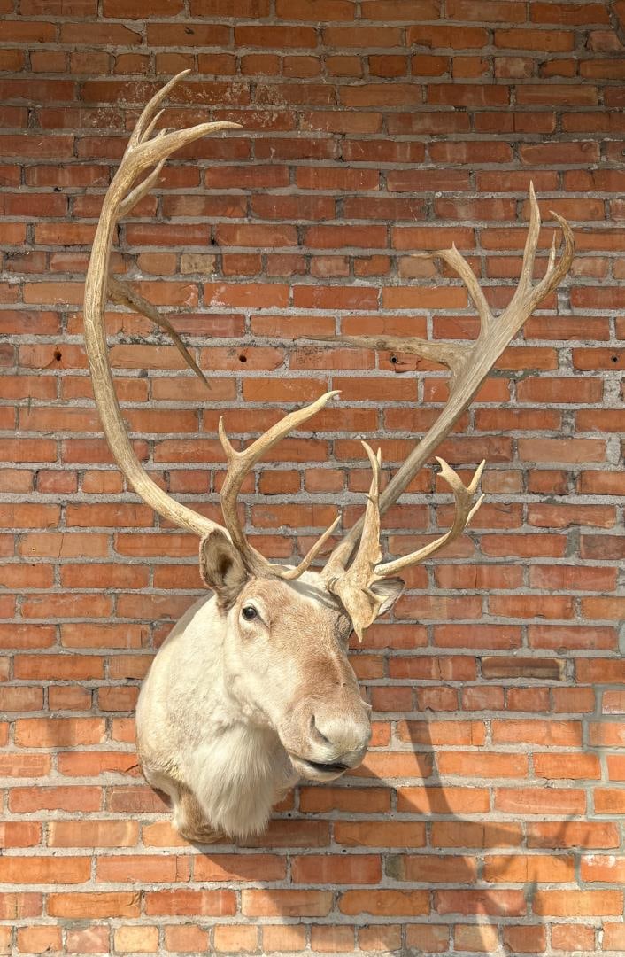 Labrador Caribou Taxidermy Shoulder Mount