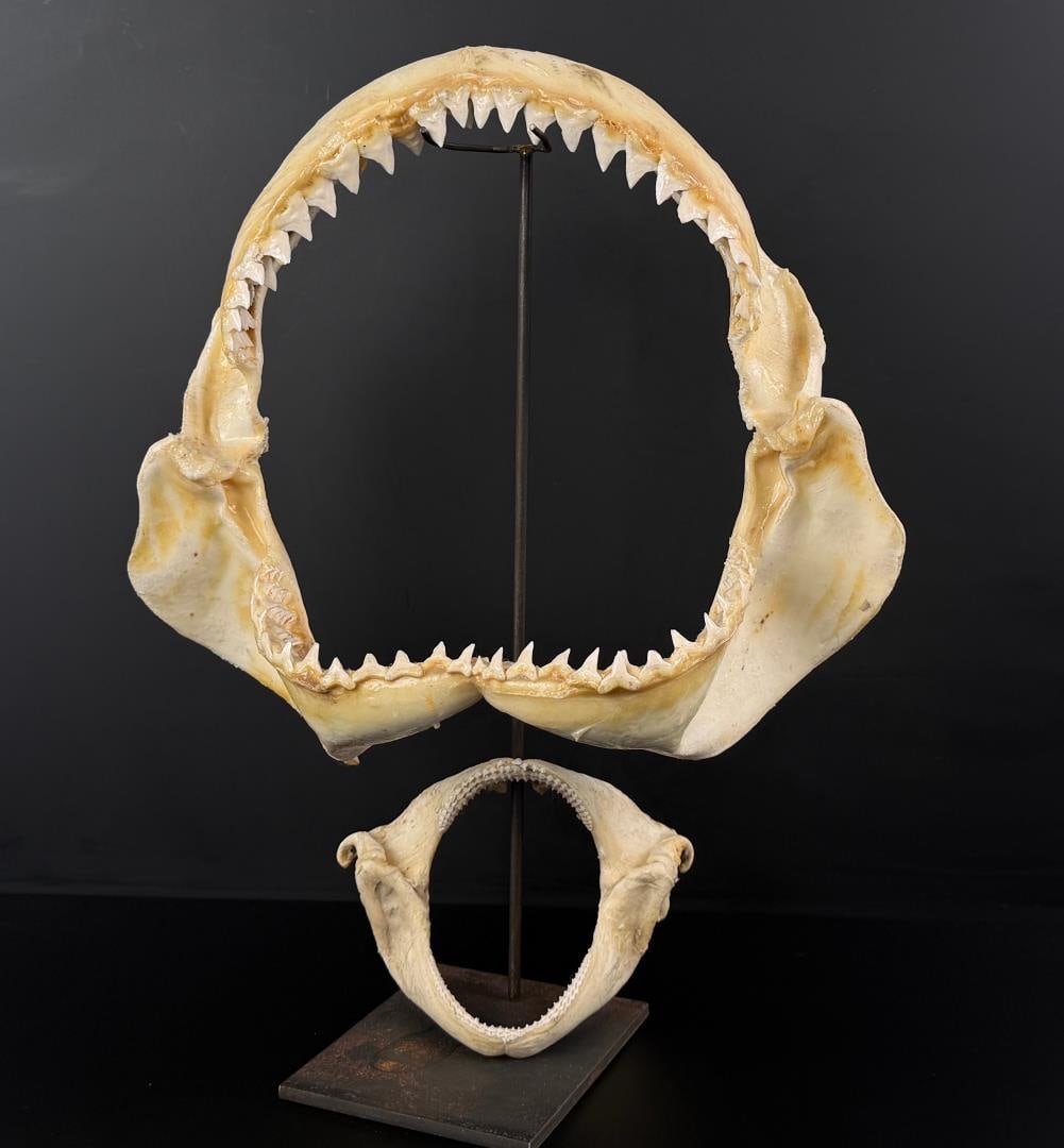 Taxidermy Bull Shark Jaws: Largest is 12 7/8" by 14 3/4".