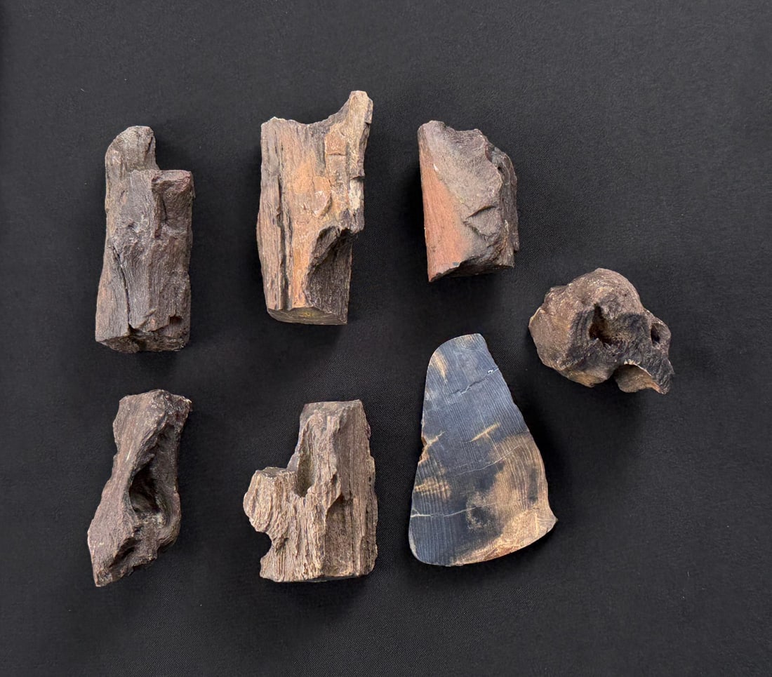 Collection of Petrified Fossilized Wood: Nice grouping