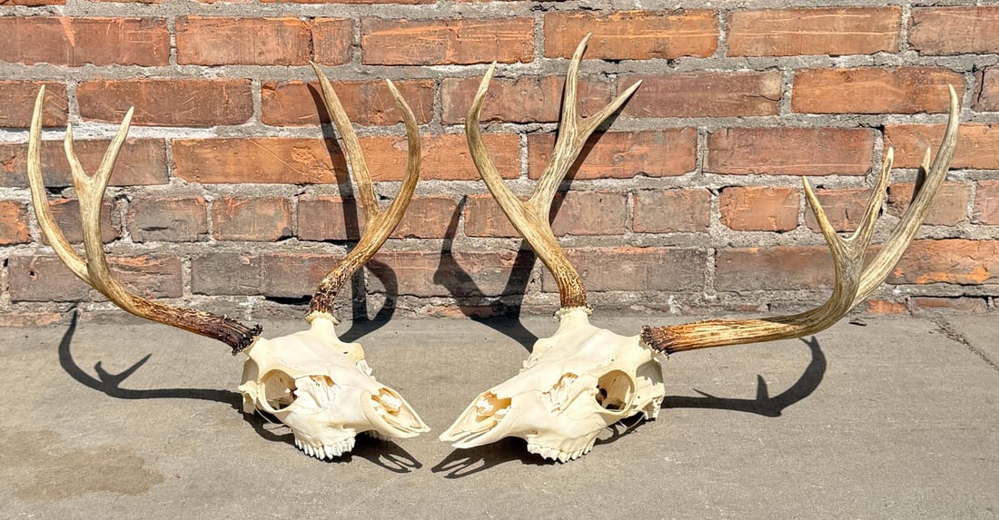 Pair of Montana European Mount Taxidermy Mule Deer: The larger of the two measures 14 3/8" by 18 3/4" by 20 1/4".