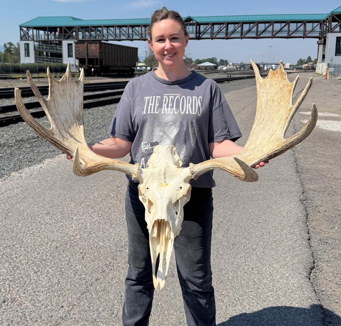 Montana Taxidermy Shiras Moose Horns (1 of 9)