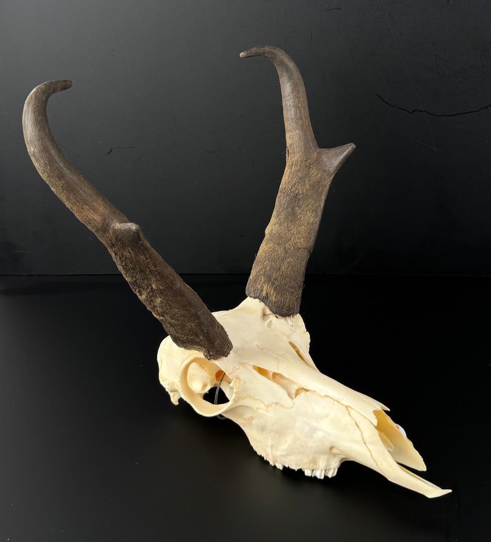 Montana Pronghorn Antelope Skull Taxidermy: 11" by 12" by 12 1/8"