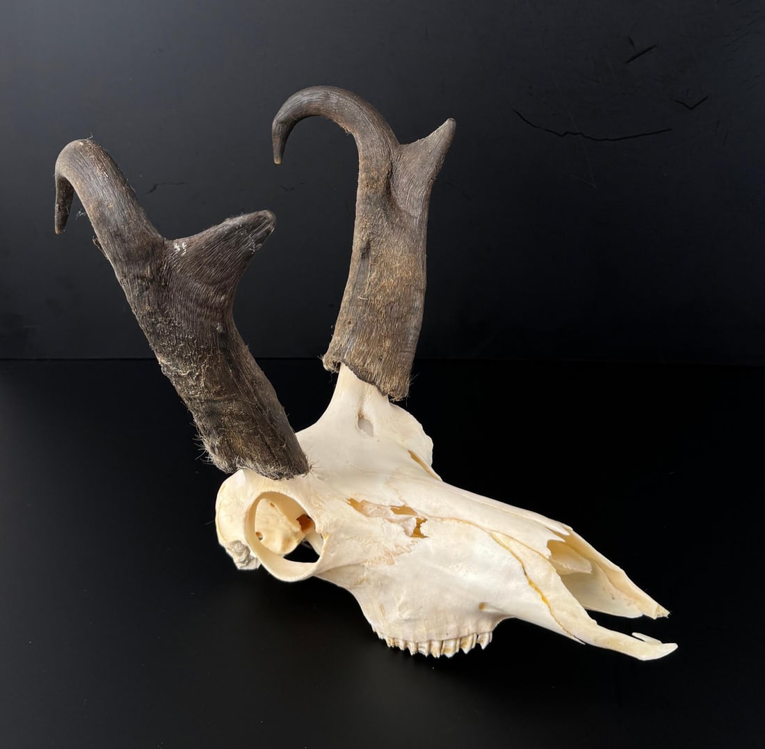 Montana Pronghorn Antelope Skull Taxidermy: 9 3/4" by 10 3/4" by 12 5/8"